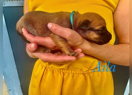 Irish Terrier Welpen