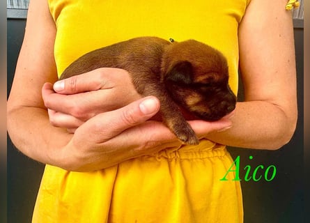 Irish Terrier Welpen