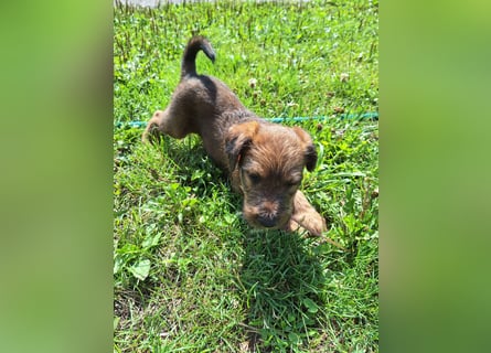 Irish Terrier Welpen