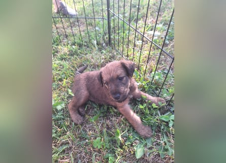 Irish Terrier Welpen