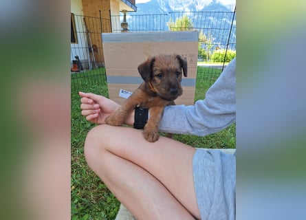 Irish Terrier Welpen