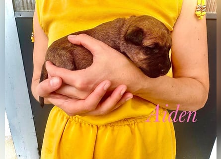 Irish Terrier Welpen