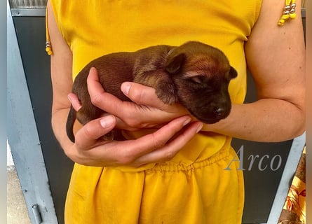 Irish Terrier Welpen