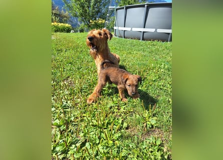 Irish Terrier Welpen