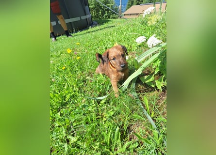 Irish Terrier Welpen
