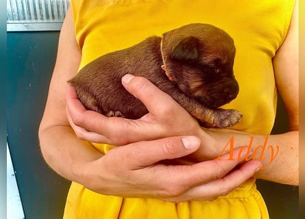 Irish Terrier Welpen