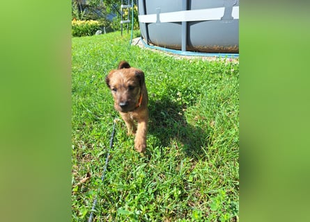 Irish Terrier Welpen