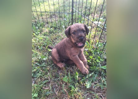 Irish Terrier Welpen