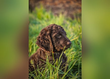 Irish Water Spaniel Welpen / Nichthaarend / FCI - VDH Zucht