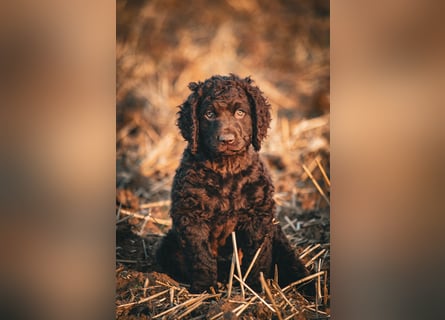 Irish Water Spaniel Welpen / Nichthaarend / FCI - VDH Zucht