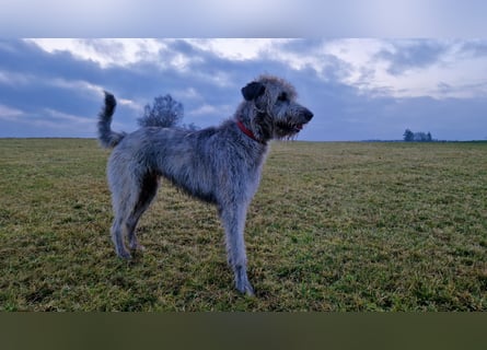 Drei Irish Wolfhound Mädels, suchen ein neues Zuhause.