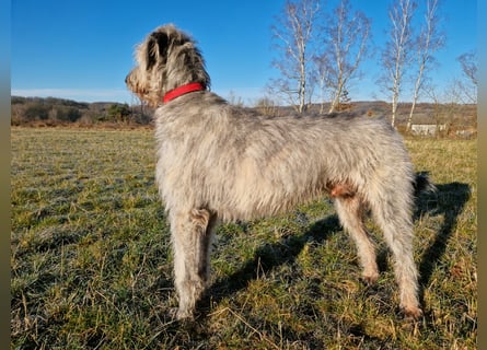 Drei Irish Wolfhound Mädels, suchen ein neues Zuhause.