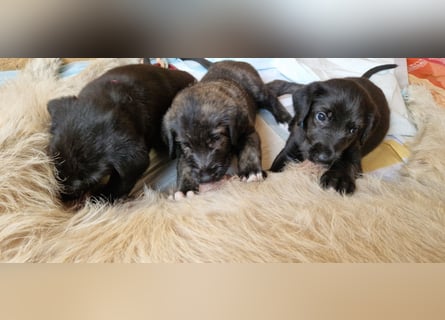 Drei Irish Wolfhound Mädels, suchen ein neues Zuhause.