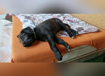 Drei Irish Wolfhound Mädels, suchen ein neues Zuhause.