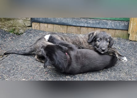 Drei Irish Wolfhound Mädels, suchen ein neues Zuhause.