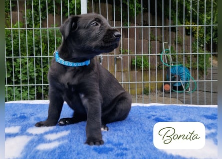Drei Irish Wolfhound Mädels, suchen ein neues Zuhause.