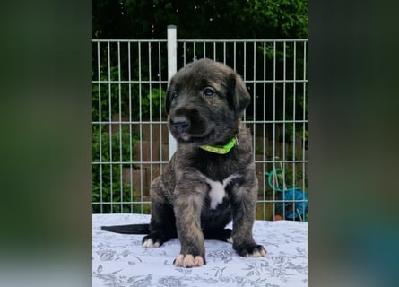 Drei Irish Wolfhound Mädels, suchen ein neues Zuhause.