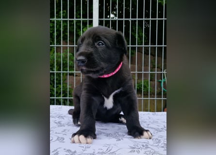 Drei Irish Wolfhound Mädels, suchen ein neues Zuhause.