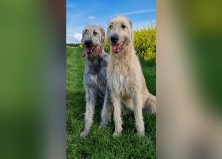 Drei Irish Wolfhound Mädels, suchen ein neues Zuhause.