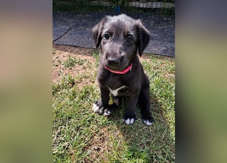 Drei Irish Wolfhound Mädels, suchen ein neues Zuhause.