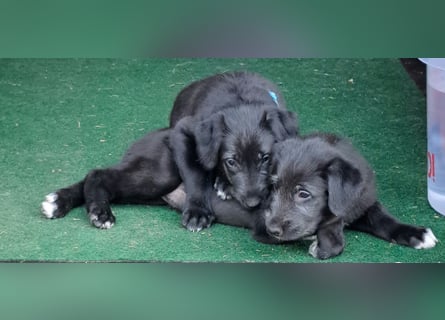 Drei Irish Wolfhound Mädels, suchen ein neues Zuhause.