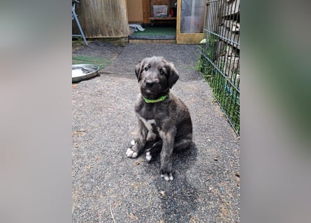Drei Irish Wolfhound Mädels, suchen ein neues Zuhause.