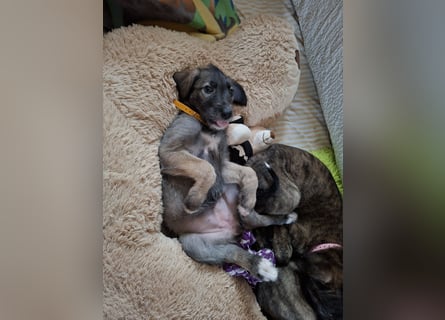 Hallo, wir suchen tolle neue Familien