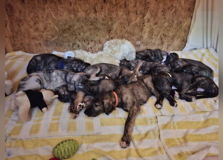 Hallo, wir suchen tolle neue Familien