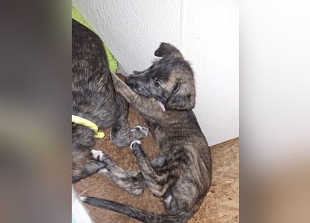 Hallo, wir suchen tolle neue Familien