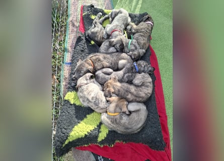 Hallo, wir suchen tolle neue Familien