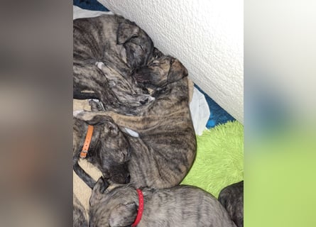 Hallo, wir suchen tolle neue Familien