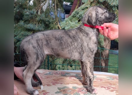 Hallo, wir suchen tolle neue Familien