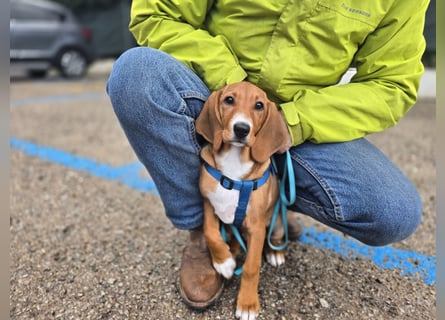 Nala piccola. einfach nur Zucker