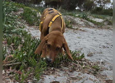 Nala piccola: einfach nur Zucker