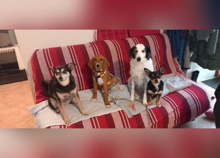 Nala piccola: einfach nur Zucker