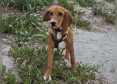 Nala piccola: einfach nur Zucker