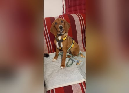 Nala piccola: einfach nur Zucker