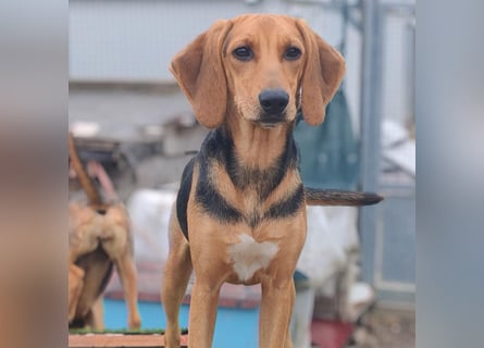 Venus - junge aufgeschlossene Hündin