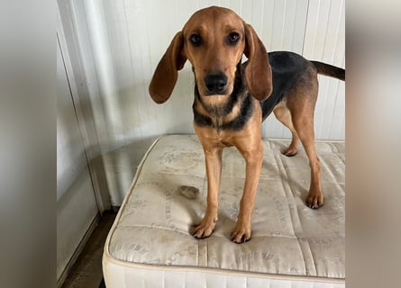 Serena - freundliche unternehmungslustige Hündin