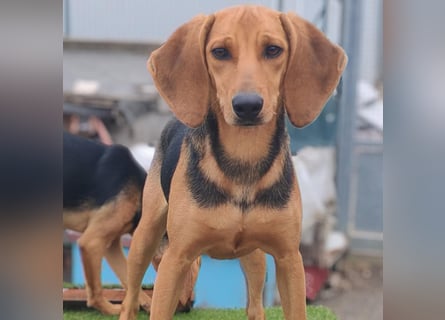 Serena - freundliche unternehmungslustige Hündin