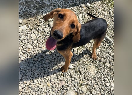 Serena - freundliche unternehmungslustige Hündin