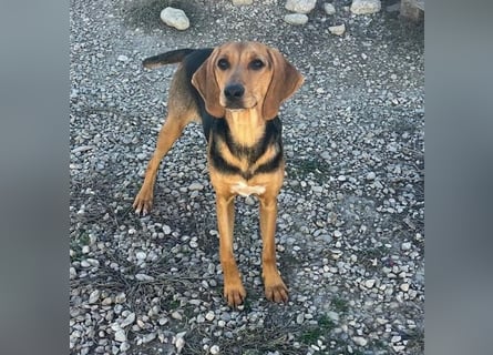 Venus - junge aufgeschlossene Hündin