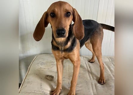 Serena - freundliche unternehmungslustige Hündin