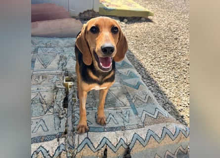 Venus - junge aufgeschlossene Hündin