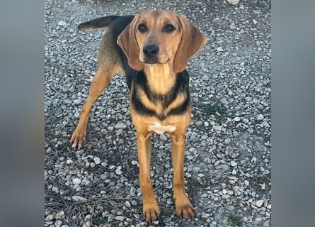 Venus - junge aufgeschlossene Hündin