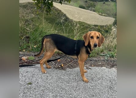 Venus - junge aufgeschlossene Hündin