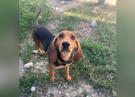 Serena - freundliche unternehmungslustige Hündin