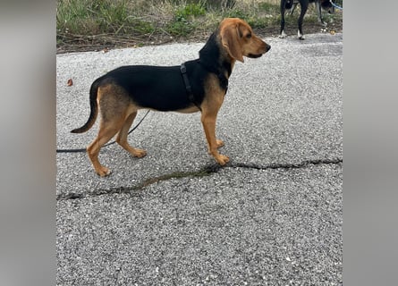 Venus - junge aufgeschlossene Hündin