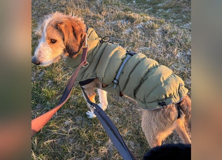 Sigmund -eilt!End- oder Pflegestelle gesucht- ist in Deutschland - erst schüchtern - dann  kuschelig