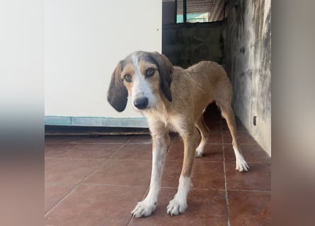 Sigmund -eilt!End- oder Pflegestelle gesucht- ist in Deutschland - erst schüchtern - dann  kuschelig